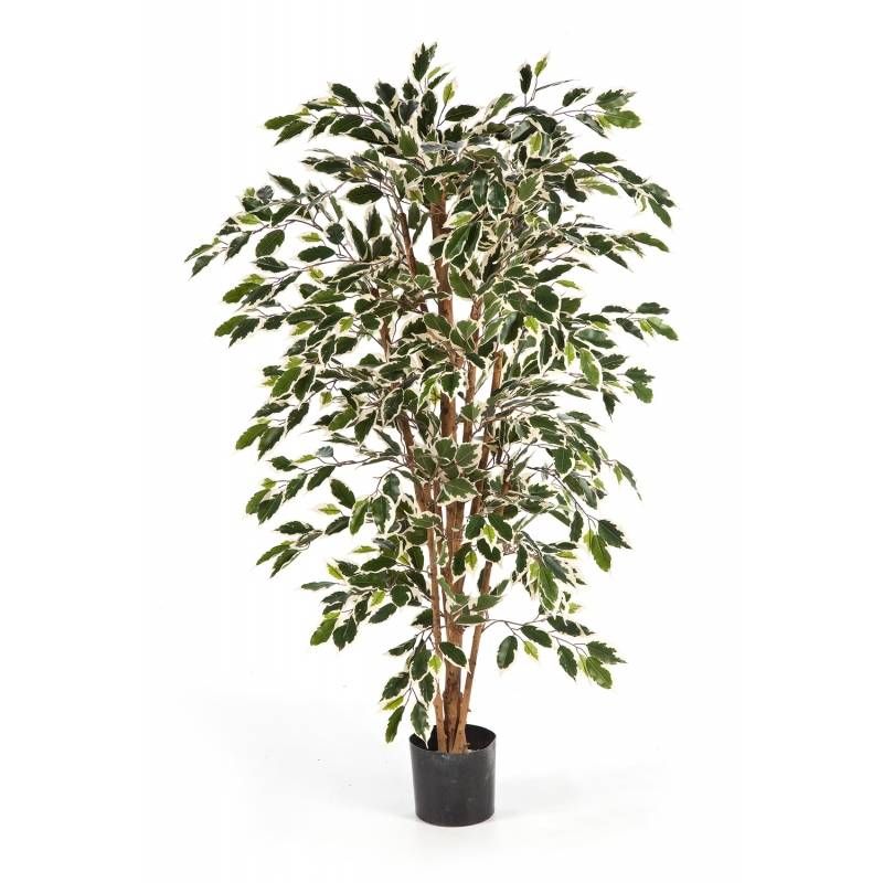 Ficus Nitida var. - kunstplant