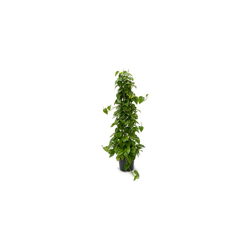 Scindapsus Epipremnum Aureum draadzuil