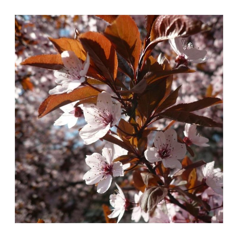 Prunus Cerasifera Nigra - leiboom