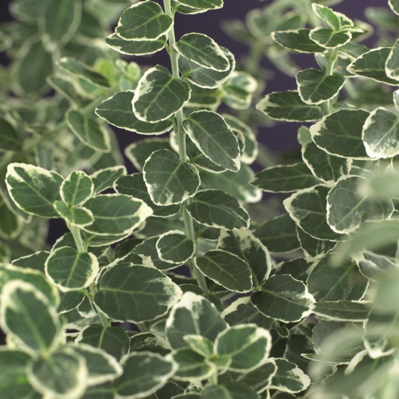 Euonymus Emerald Gaiety 