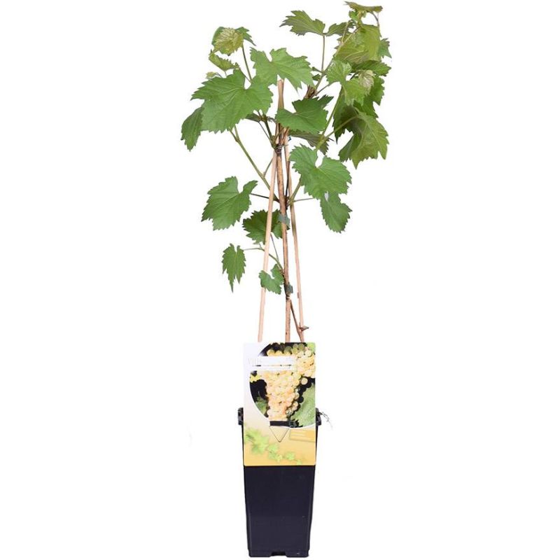 Vitis vinifera 'Muscat van Alexandria' Witte druif