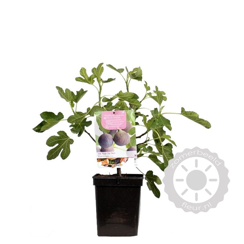 Ficus carica 'Brown Turkey' Vijgenboom