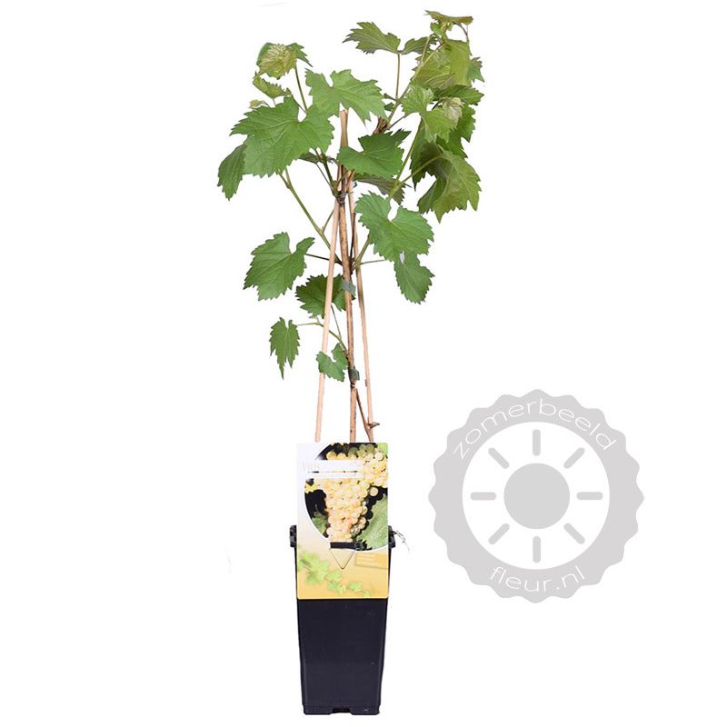 Vitis vinifera 'Muscat van Alexandria' Witte druif