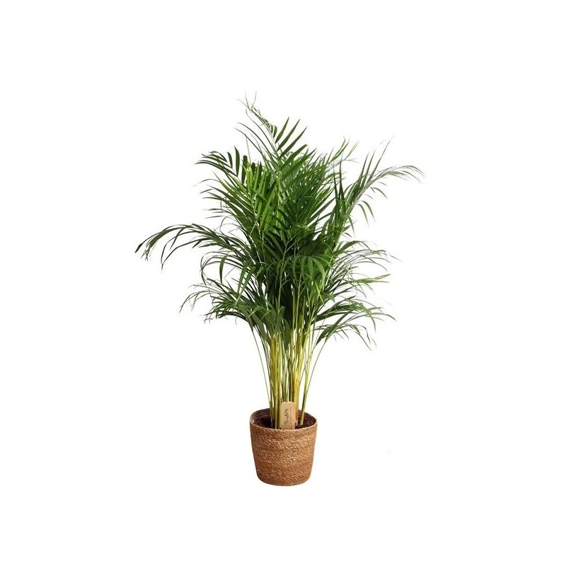 Areca Lutescens in zeegras mand