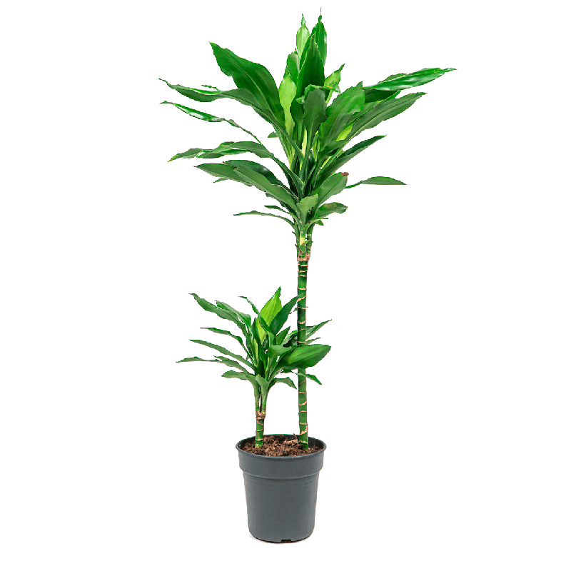 Dracaena Hawaiian 2-stam