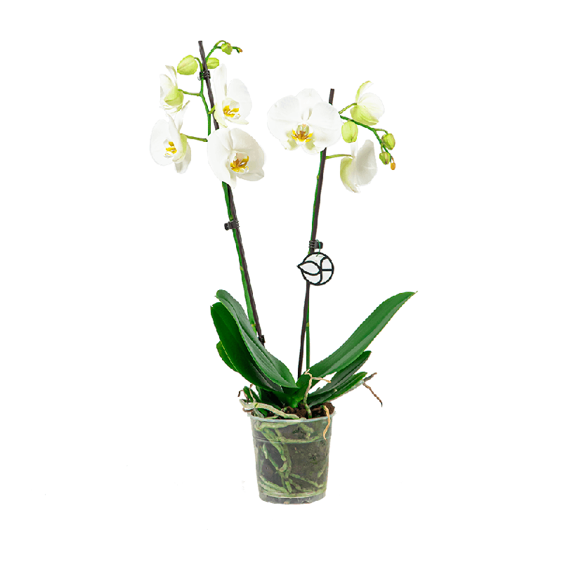 Phalaenopsis wit