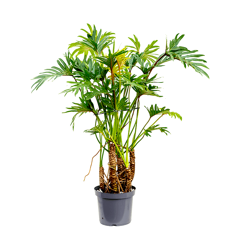 Philodendron Xantal Roots