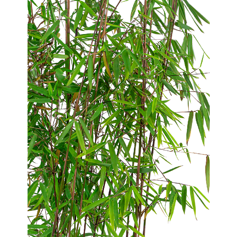 Fargesia Murieliae