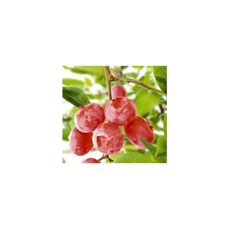 Vaccinium corymbosum 'Pink Lemonade'