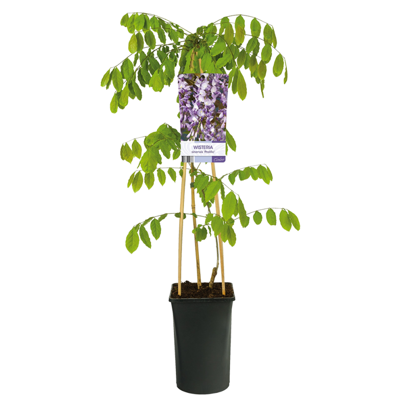 Wisteria sinensis 'Prolific'