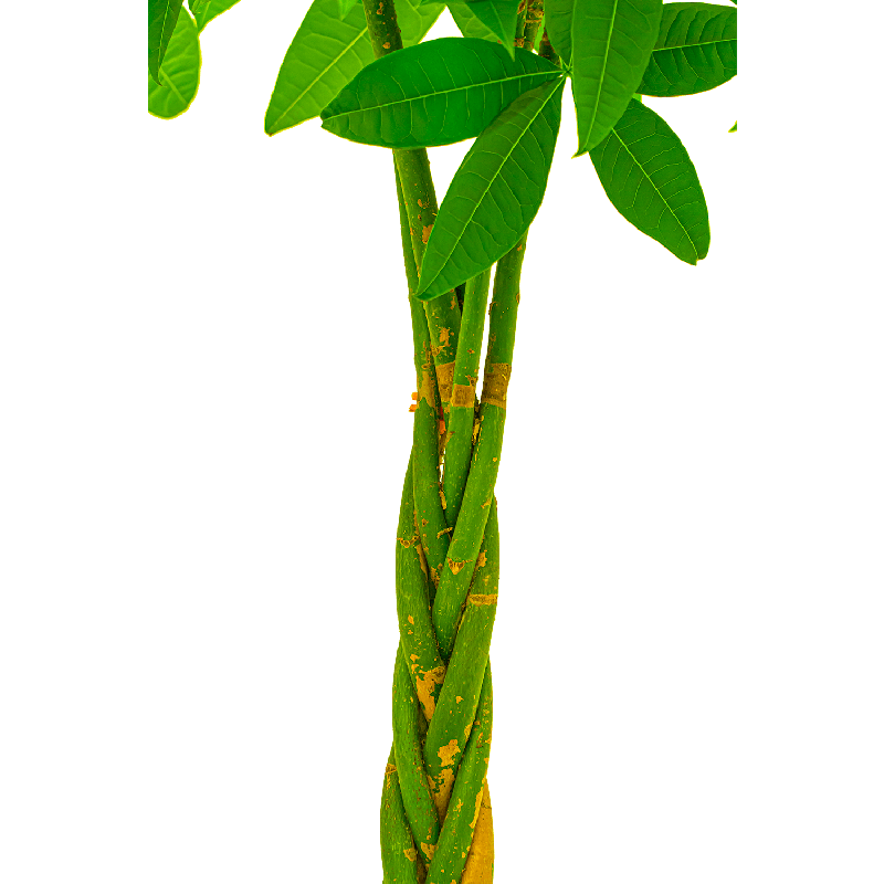 Pachira Aquatica gevlochten stam