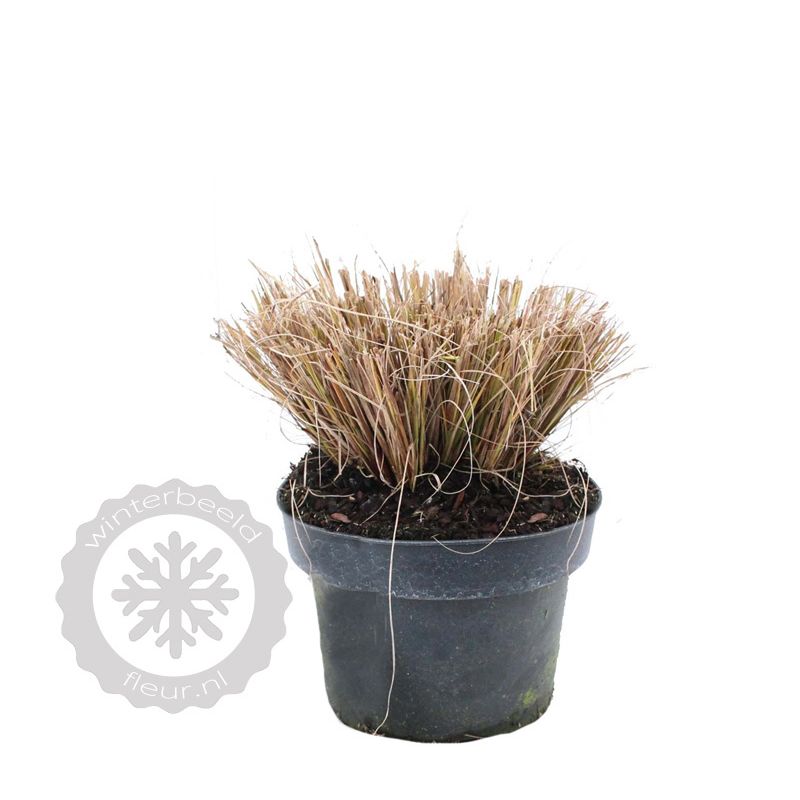 Pennisetum alopecuroides
