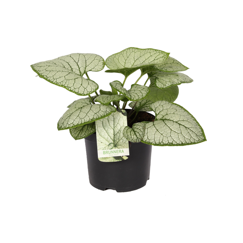 Brunnera macrophylla 'Silver Heart'