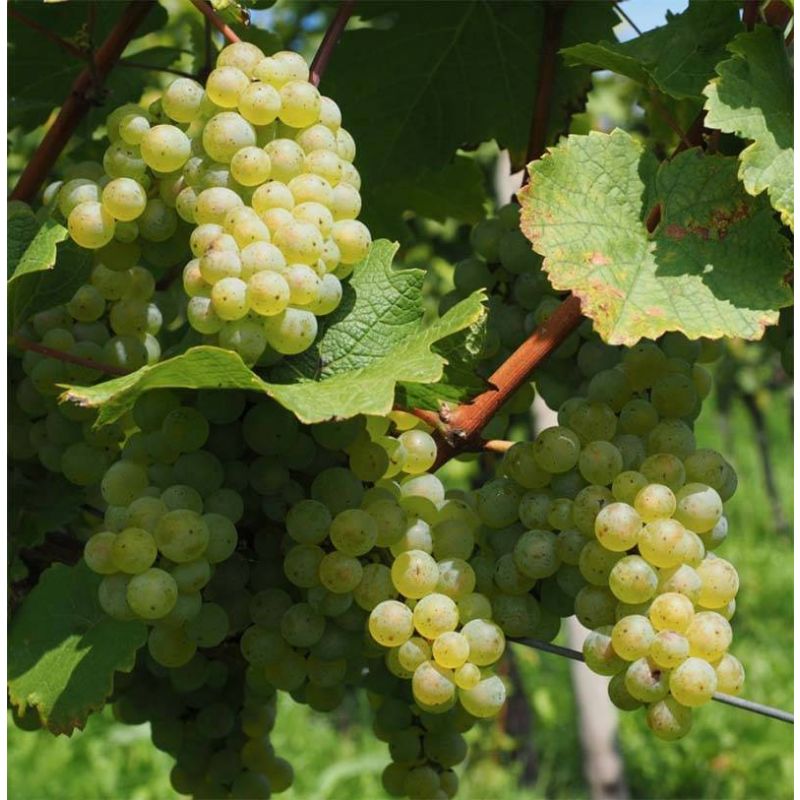 Vitis vinifera 'Muscat van Alexandria' Witte druif