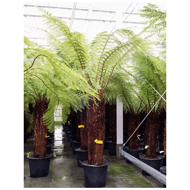 Dicksonia Antarctica