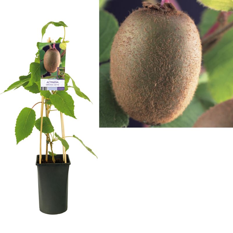 Actinidia Jenny
