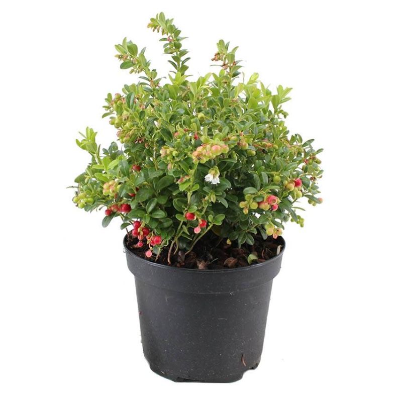 Vaccinium vitis-idaea 'Miss Cherry' Vossebes
