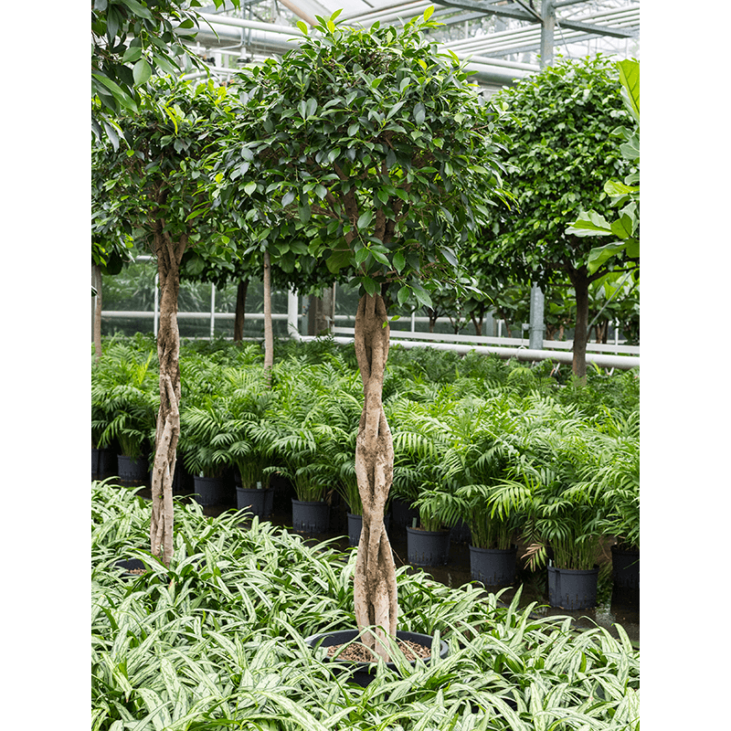 Ficus Microcarpa Nitida gevlochten stam