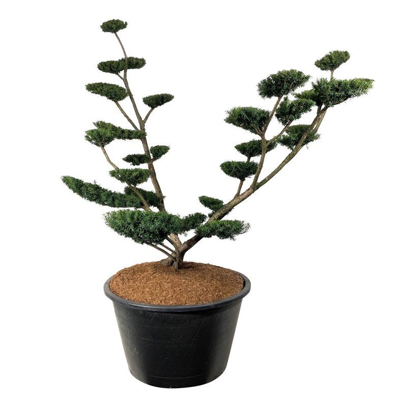 Taxus Media 'Farmen' - bonsai