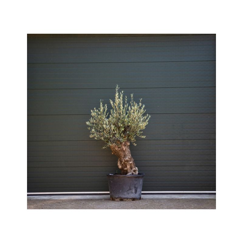 Olea Europaea - grillige stam