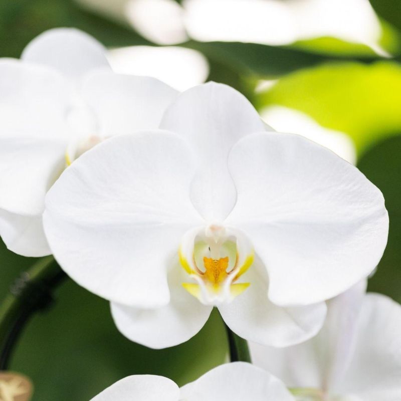 Phalaenopsis Blossom Lausanne