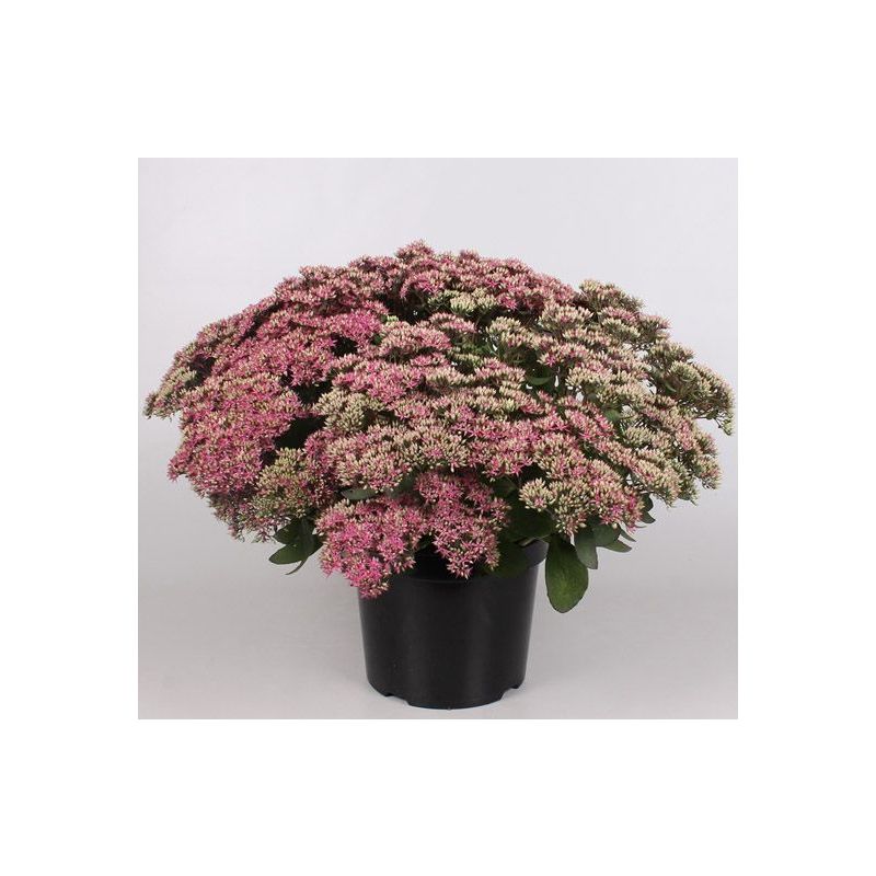 Sedum 'Beach Party'