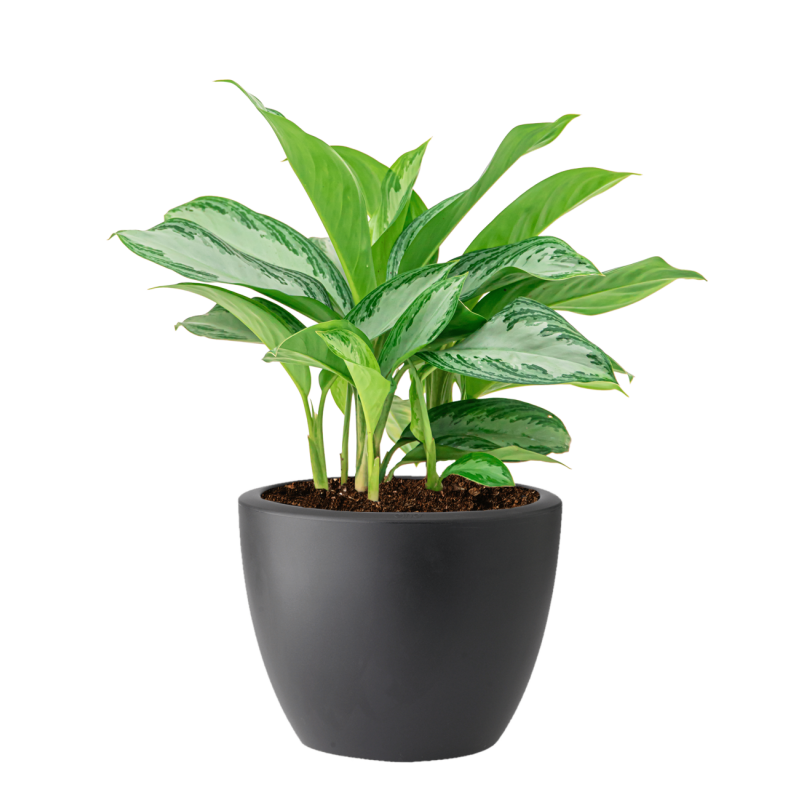 Aglaonema Silver Bay in Elho Pure Soft antraciet
