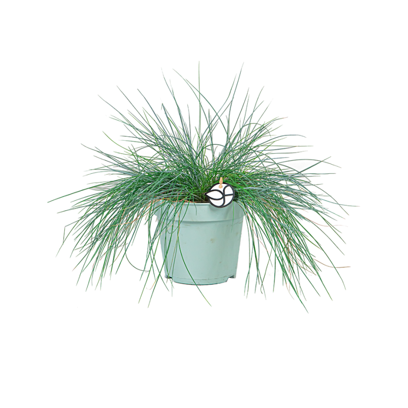 Festuca glauca 'Intense Blue'