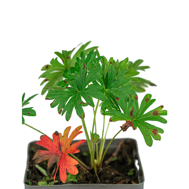 Geranium sanguineum var. striatum