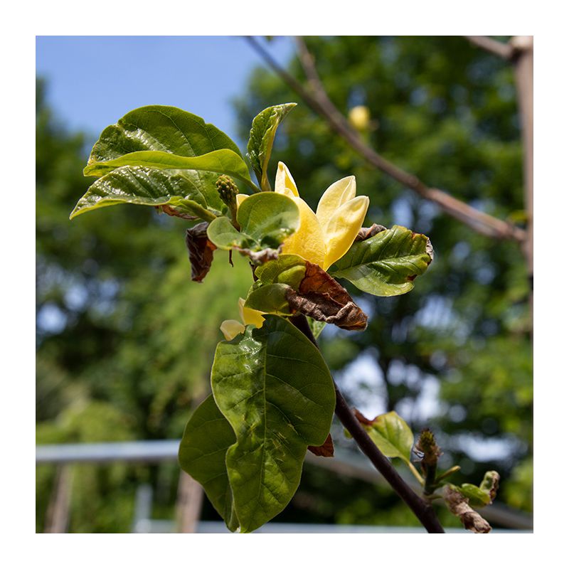 Magnolia Brooklynensis Yellow Bird