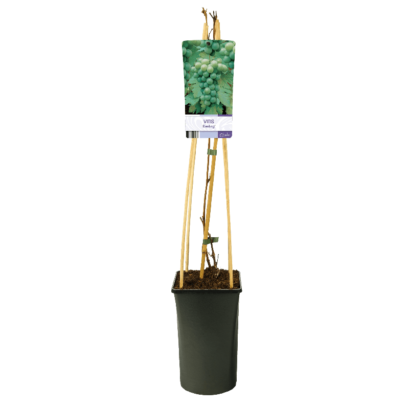 Vitis vinifera 'Riesling'