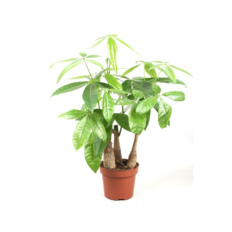 Pachira Aquatica Compact