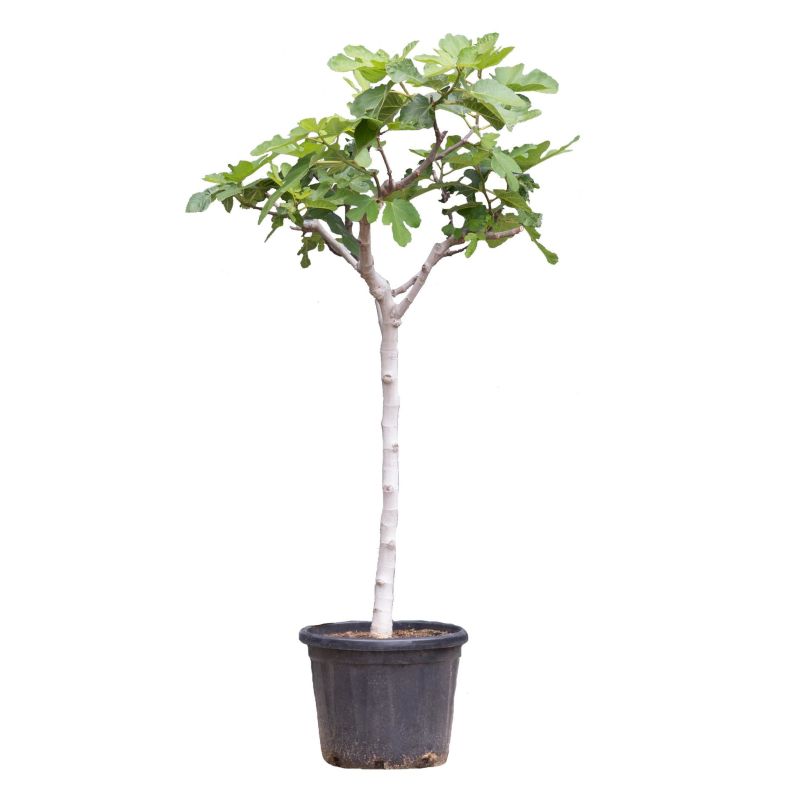 Ficus Carica 