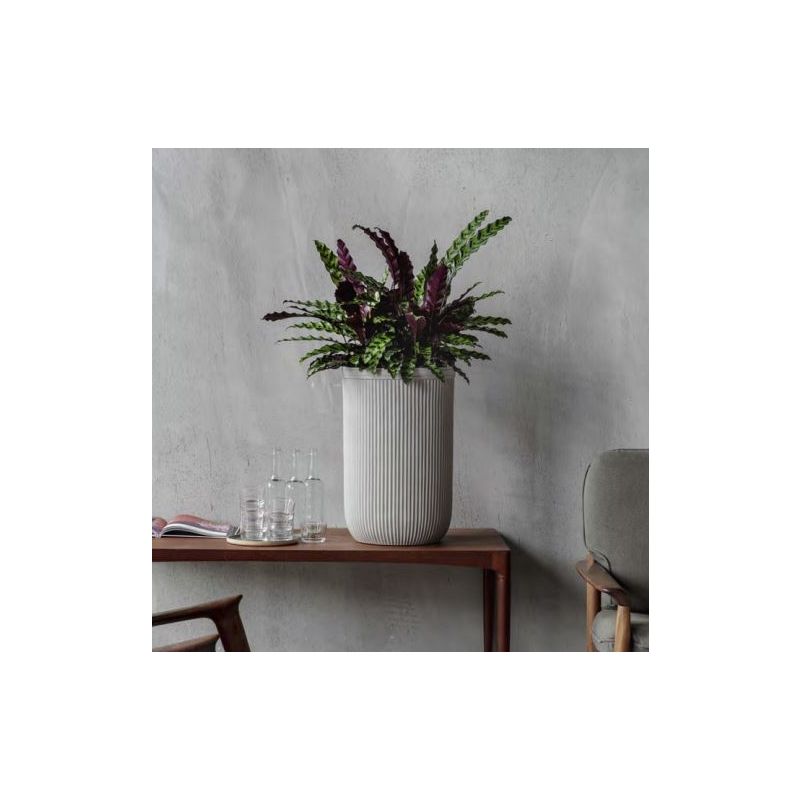 Calathea Rufibarba