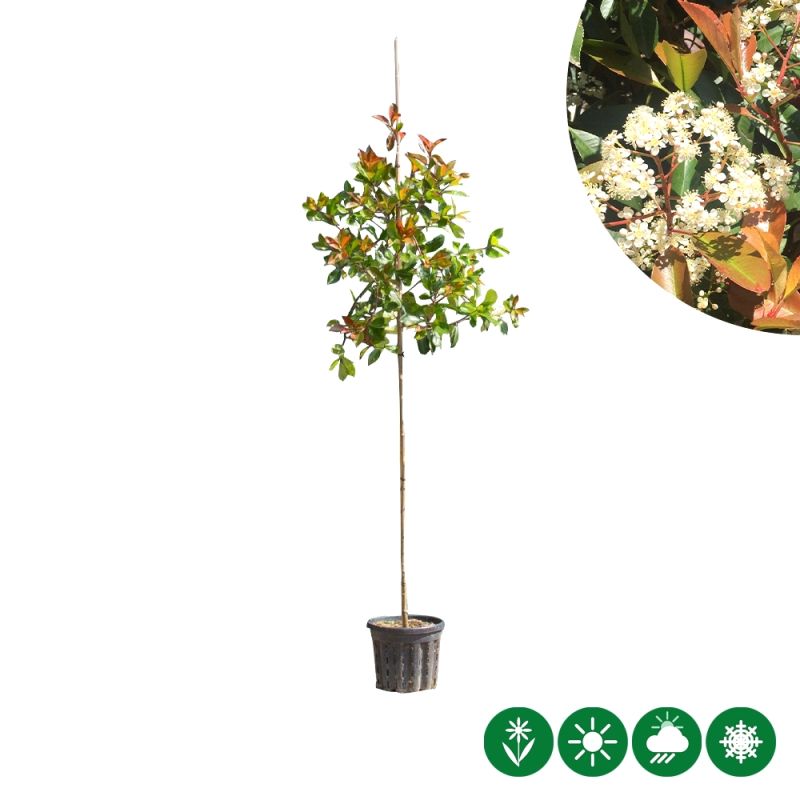 Photinia Fraseri Red Robin