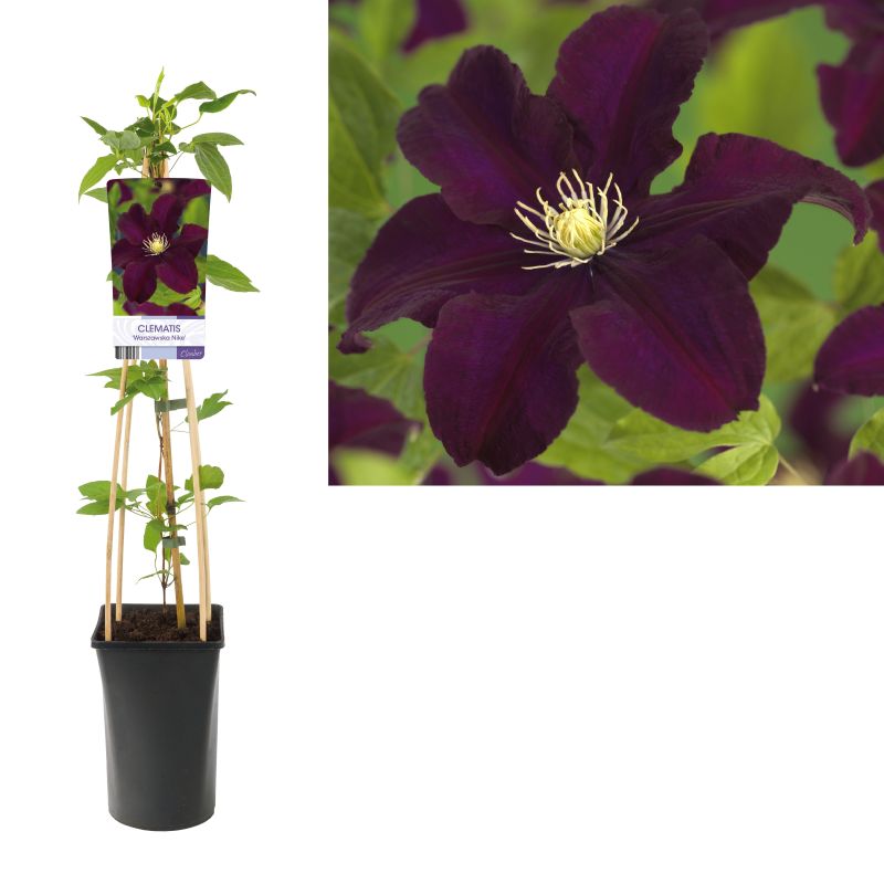 dynamisch peddelen Groot universum Clematis 'Warszawska Nike' eenvoudig en snel online bestellen?