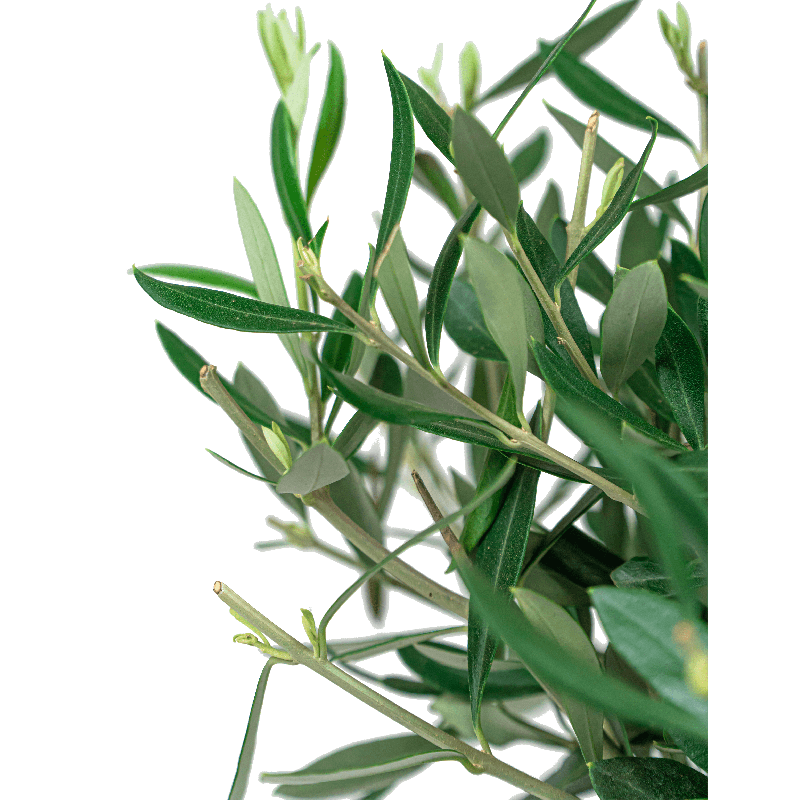 Olea Europaea in Elho Greenville wit