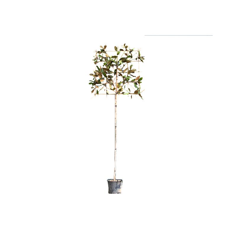 Magnolia Grandiflora - leiboom