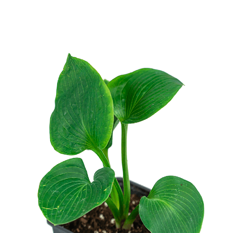 Hosta sieboldiana 'Elegans'