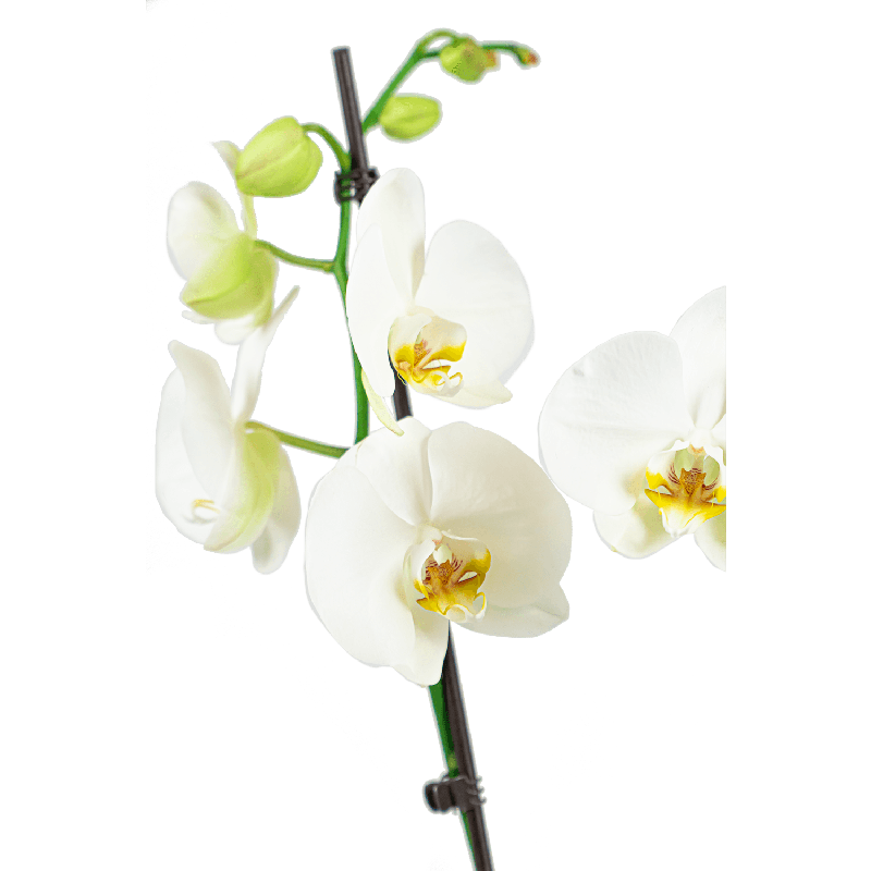 Phalaenopsis wit