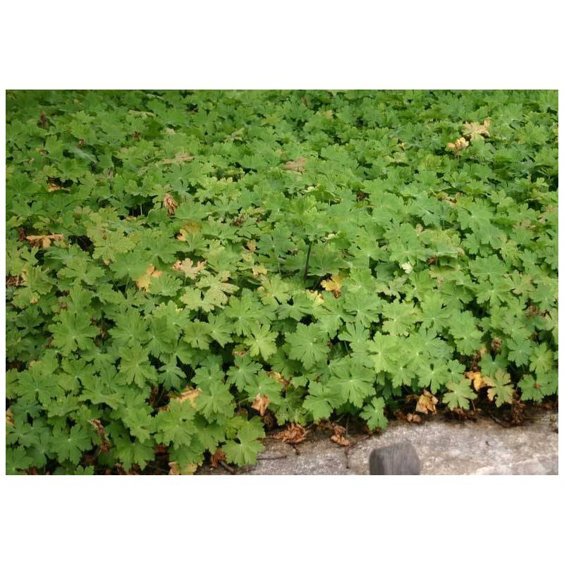 Geranium macrorrhizum 'Ingwersens Variety'