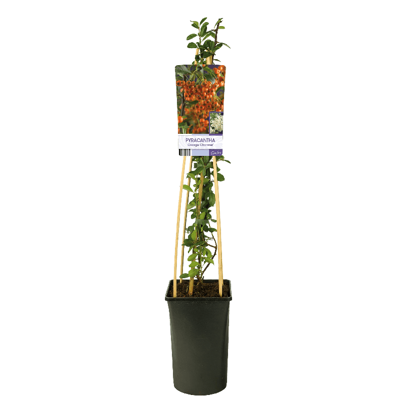 Pyracantha 'Orange Charmer'