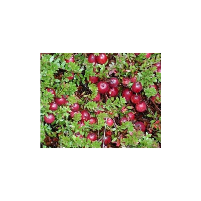 Vaccinium Macrocarpon 'Pilgrim'