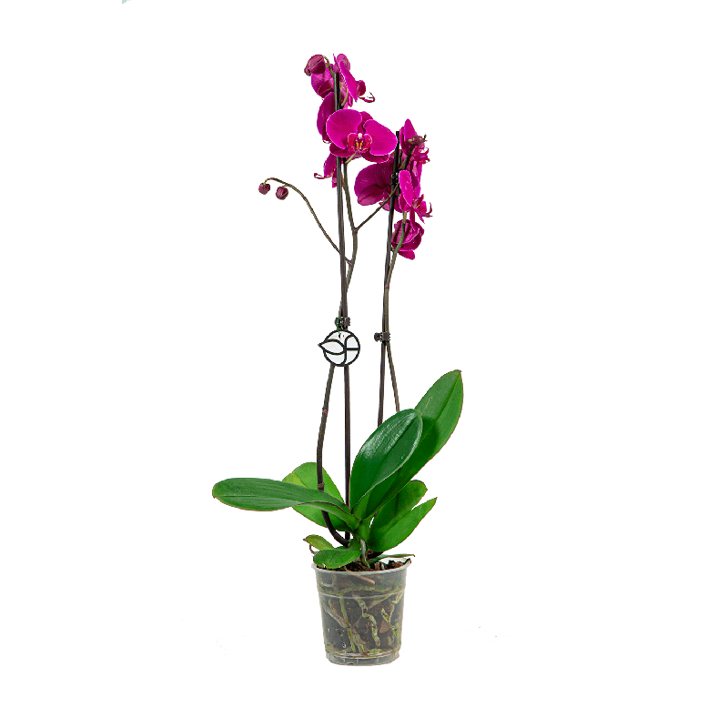 Phalaenopsis paars
