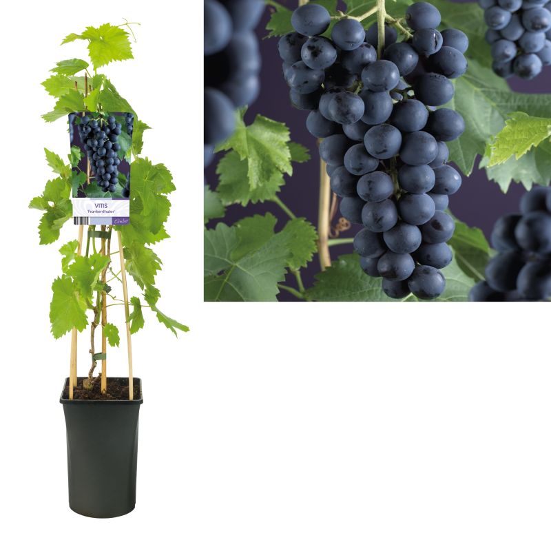Vitis vinifera 'Frankenthaler'