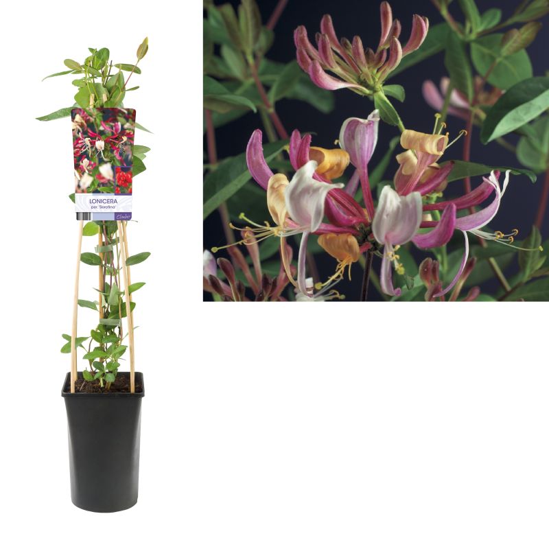 Lonicera Serotina