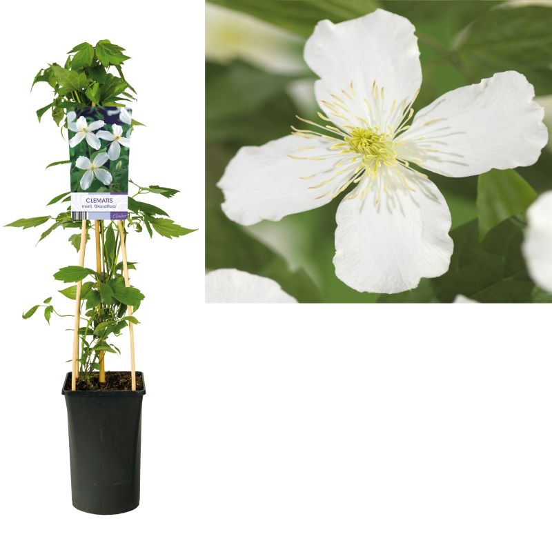 Clematis Grandiflora