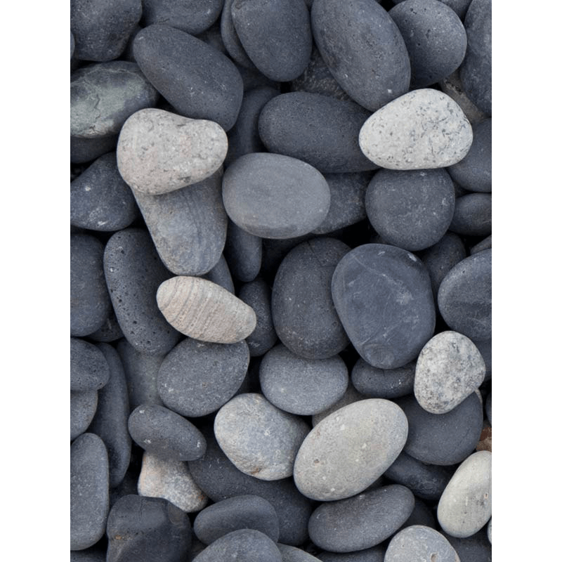 Chamaedorea metallica in Grigio Tall Antraciet Concrete