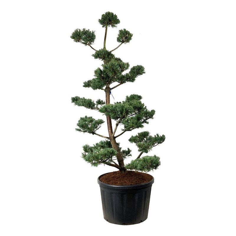 Pinus Glauca - bonsai
