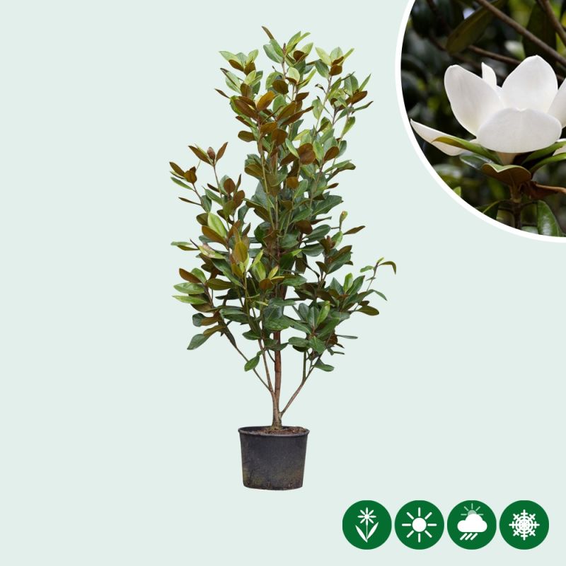 Magnolia Galissonière - solitair